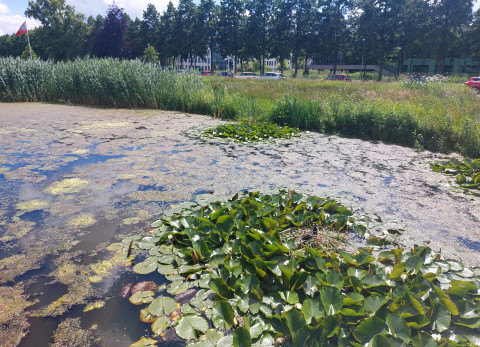 Waterkwaliteit in Nederland