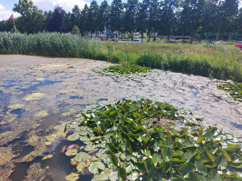 Waterkwaliteit in Nederland