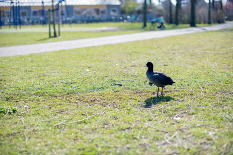 Een meerkoet op het gras