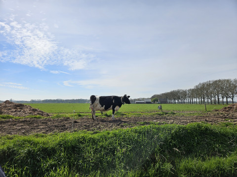 Koe op het veld van de bioboer