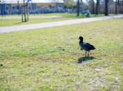 Een meerkoet op het gras